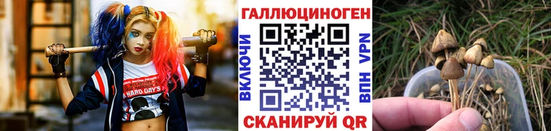 Псилоцибиновые грибы Cubensis  Нижний Тагил 